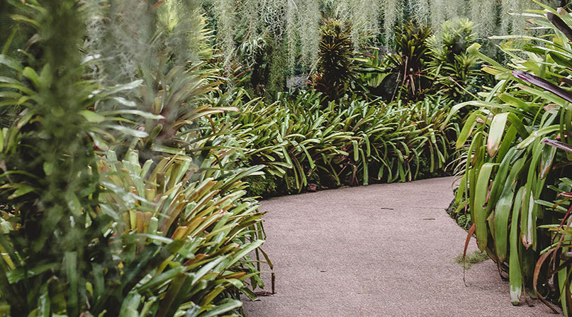 Pathway with plants and greenery on both sides