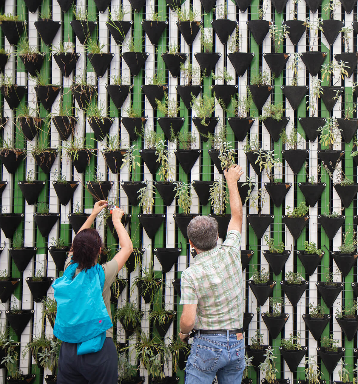 Designer Decorating the wall with plants.